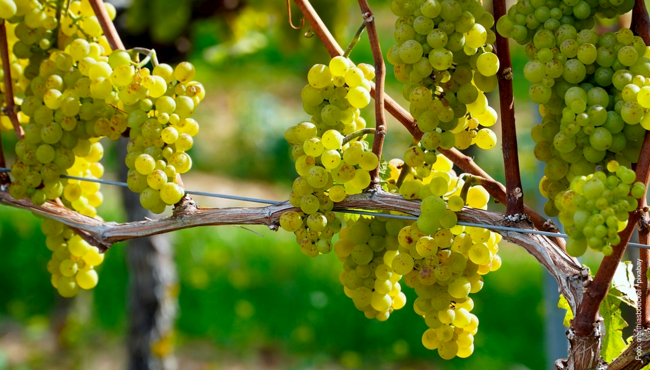 Weinbau in Sachsen unterstützen und für Herausforderungen des Klimawandels fit machen