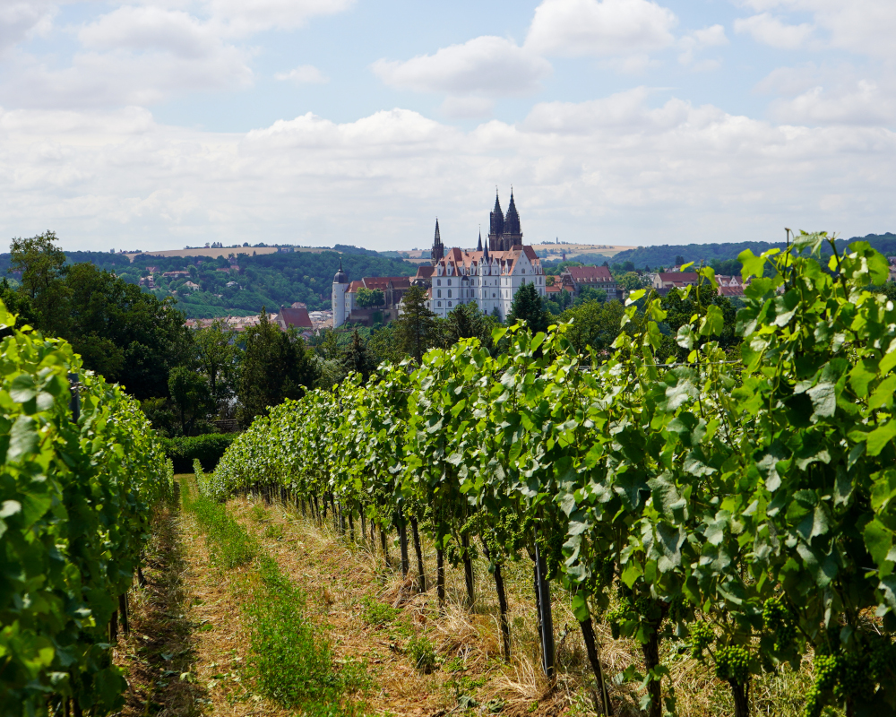 Blick vom Weinberg entlang der Weinstöcke in Richtung Elbtal mit Sicht auf die Albrechtsburg in Meißen.